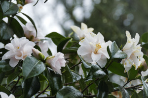 Camellia Finlandia   